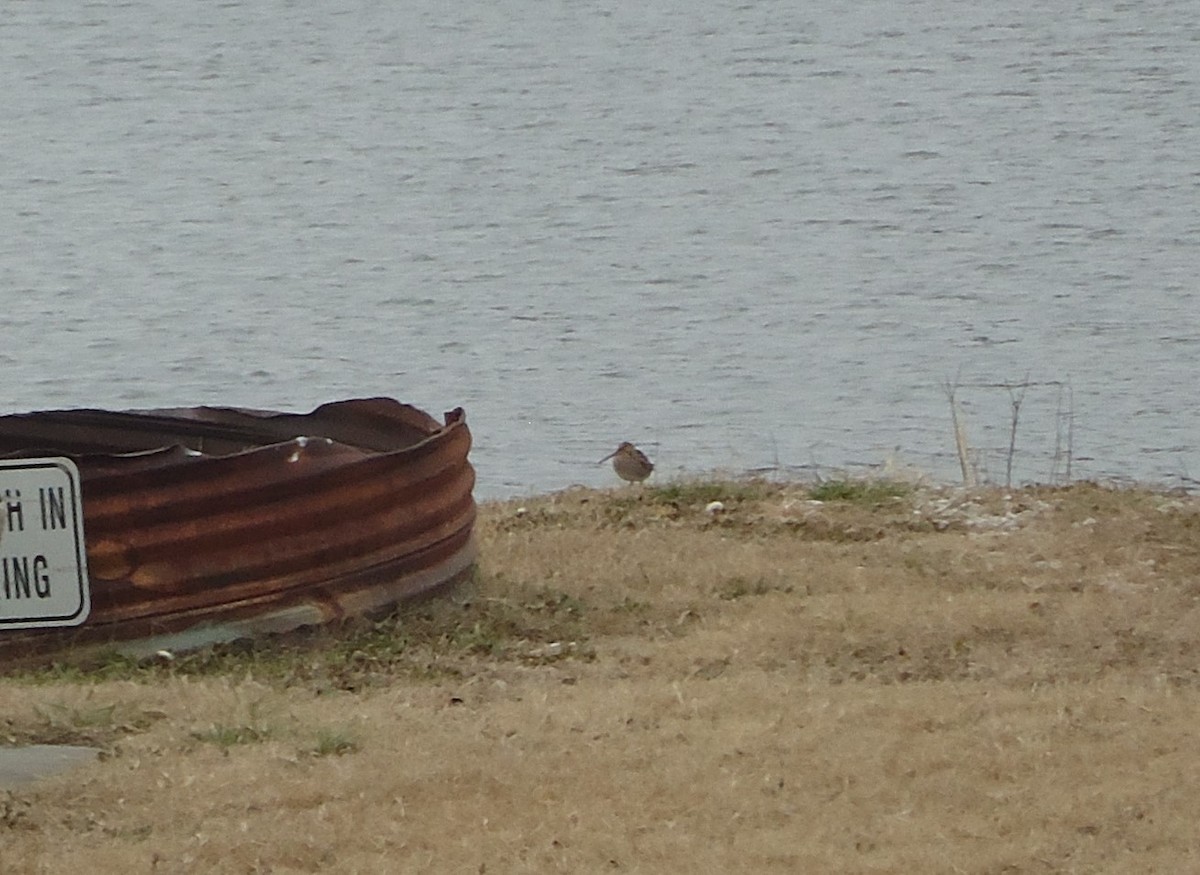 Wilson's Snipe - ML646741057