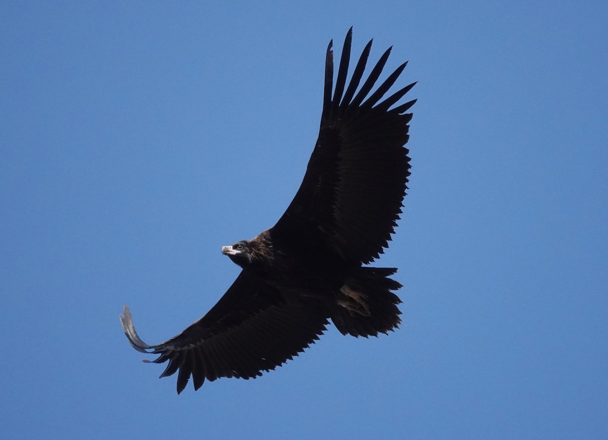 sup hnědý - ML646741059