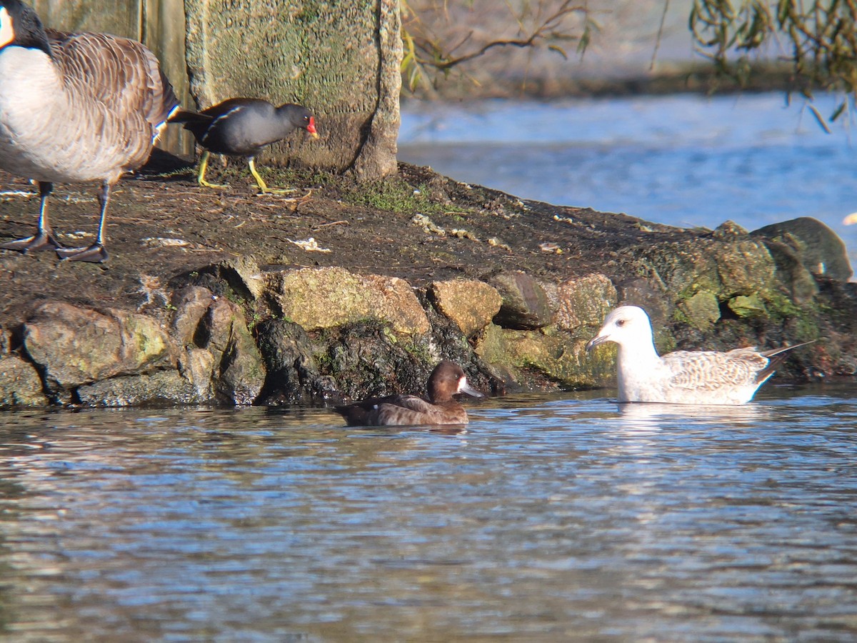 Lesser Scaup - ML646741066