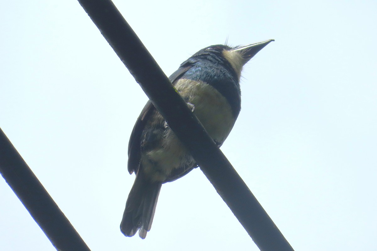 Black-breasted Puffbird - ML646741068