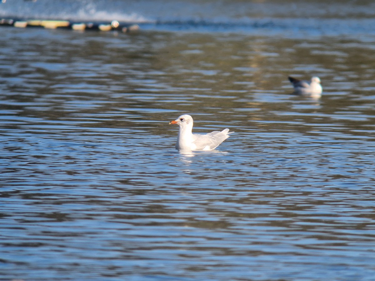 Mediterranean Gull - ML646741069