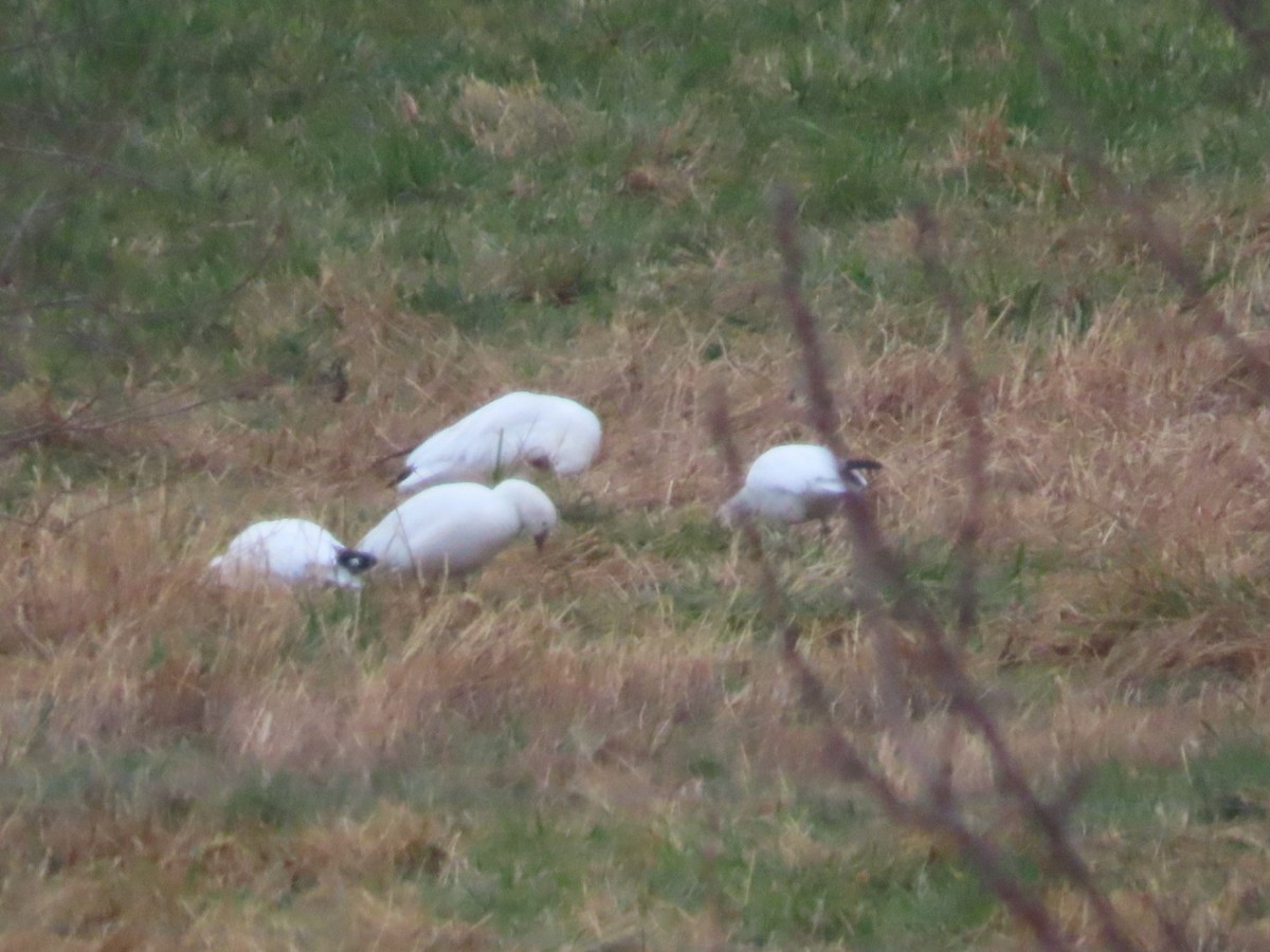 Ross's Goose - ML646741071