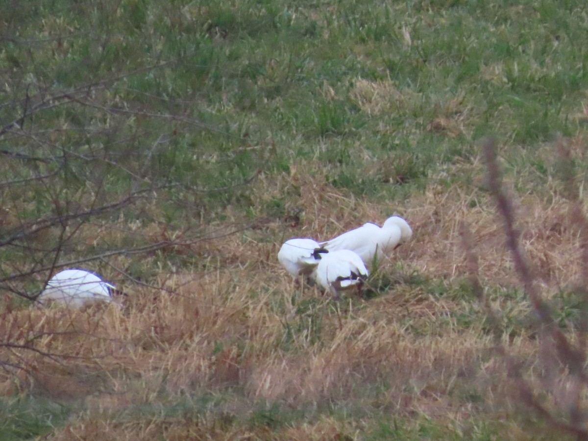 Ross's Goose - ML646741074