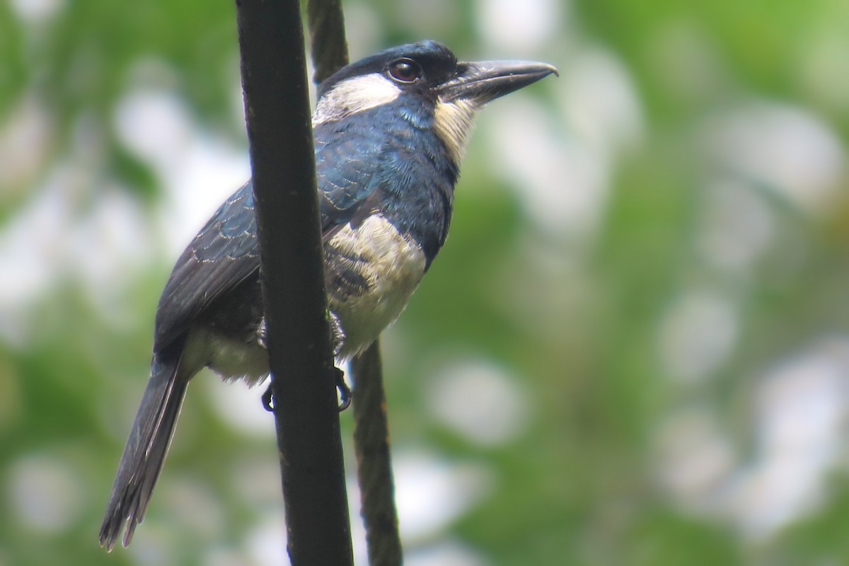 Black-breasted Puffbird - ML646741078