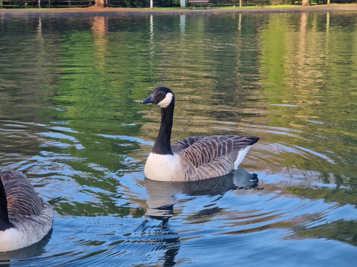 Canada Goose - ML646741081