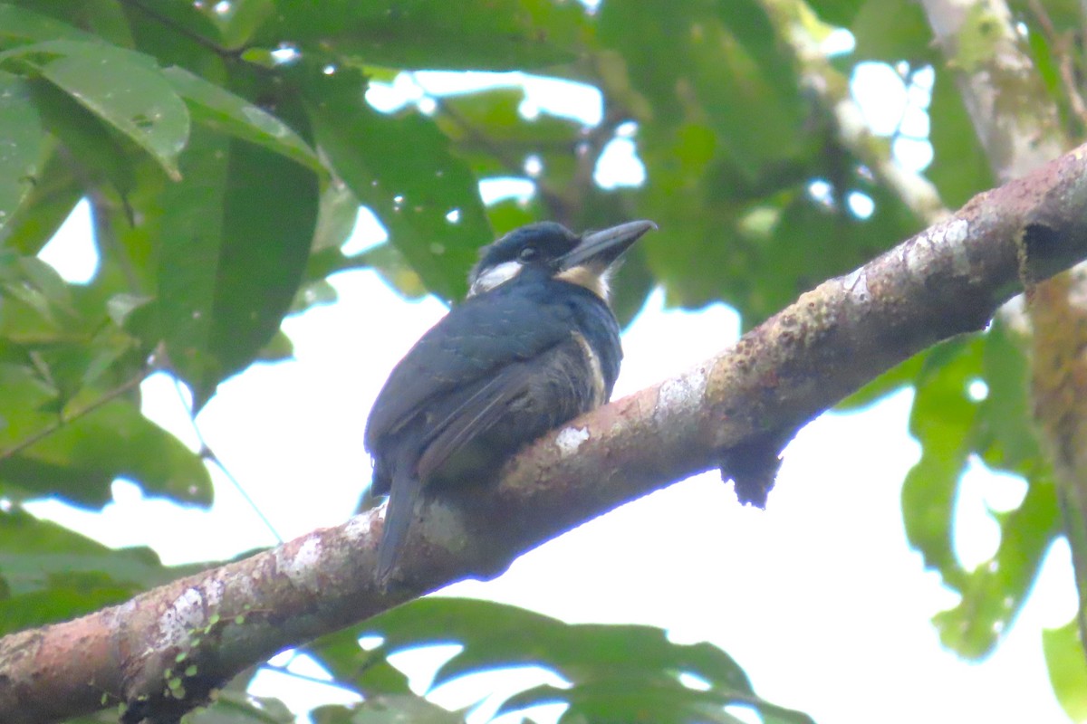 Black-breasted Puffbird - ML646741083