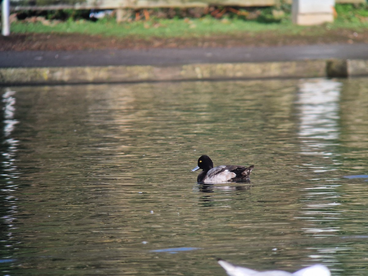 Lesser Scaup - ML646741094