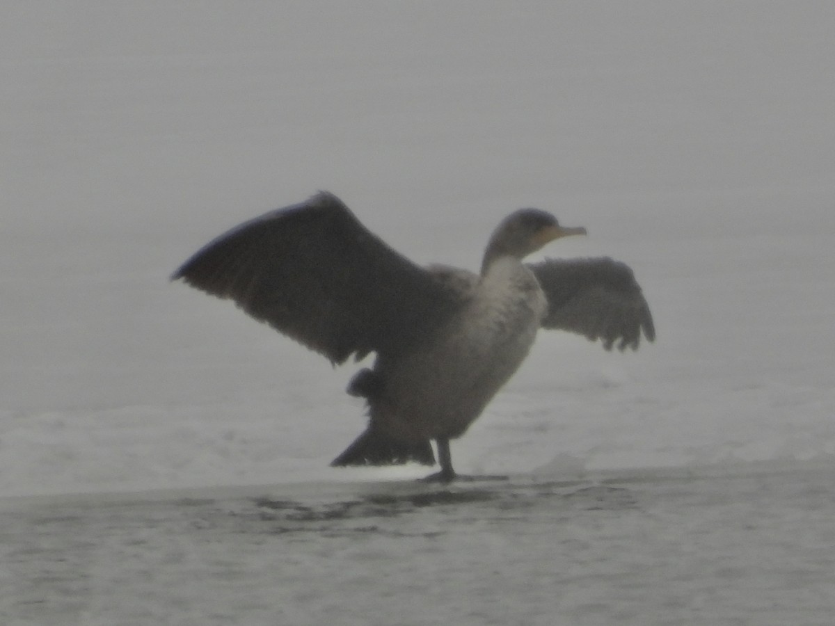 Cormorán Orejudo - ML646741099