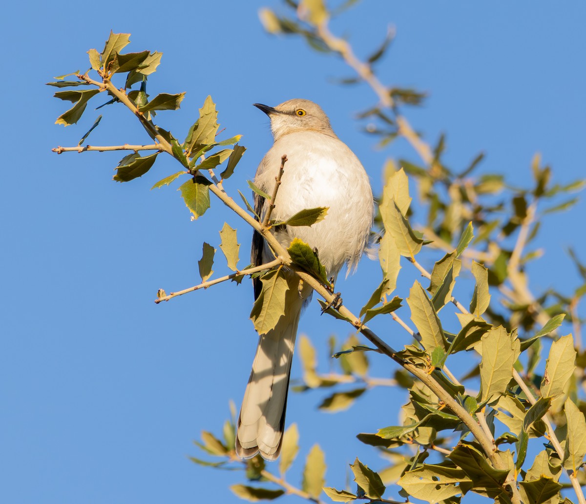 Northern Mockingbird - ML646741100
