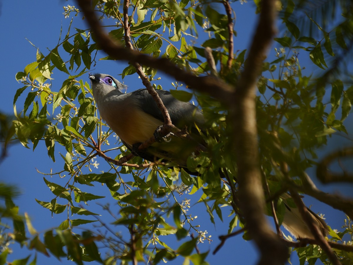 Crested Coua - ML646741103