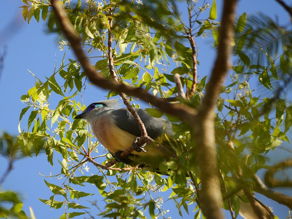 Crested Coua - ML646741104