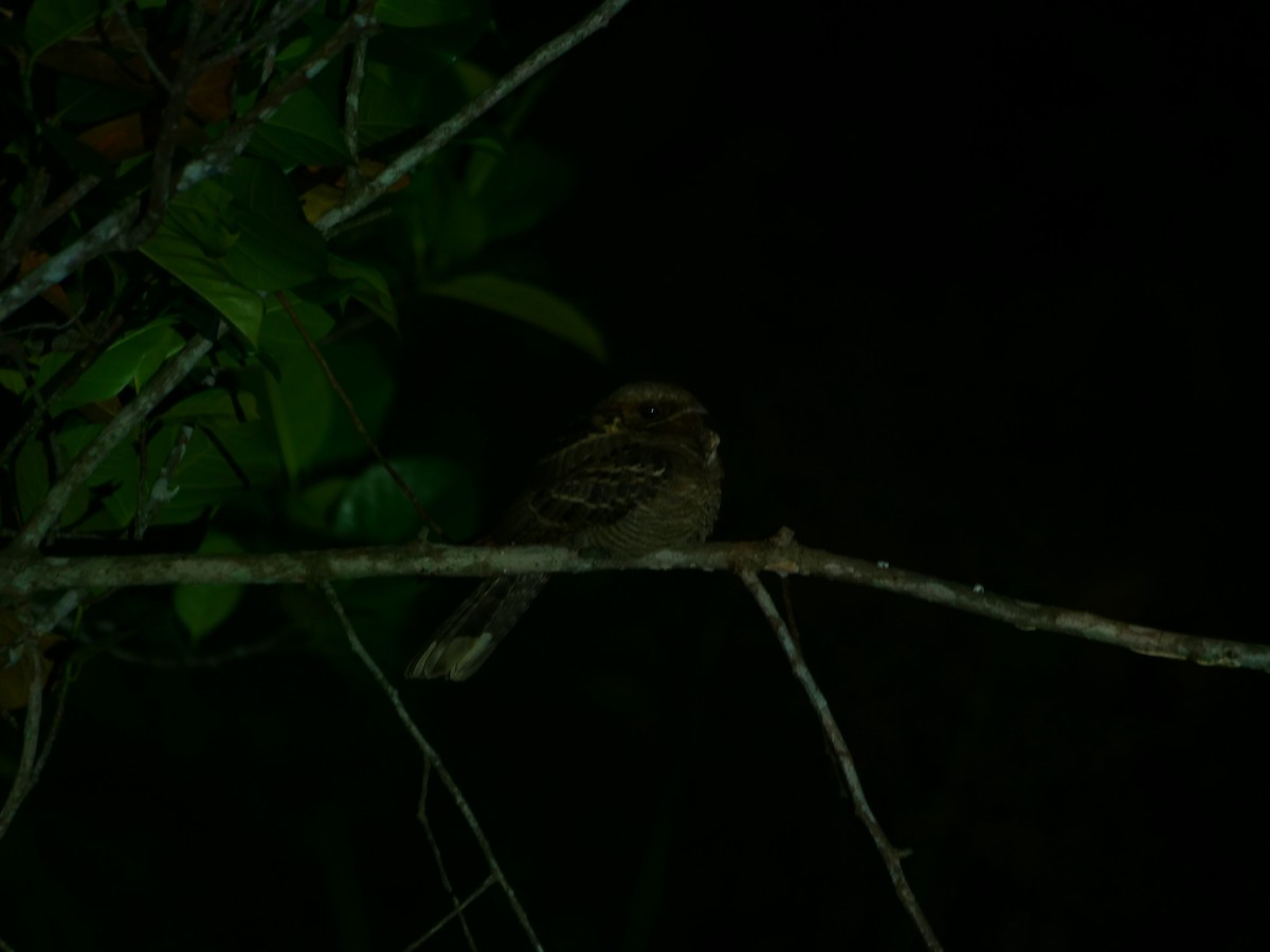 Large-tailed Nightjar - ML646741110