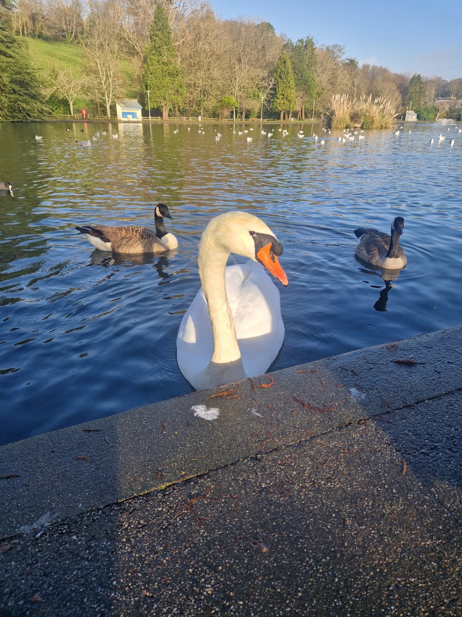 Mute Swan - ML646741113