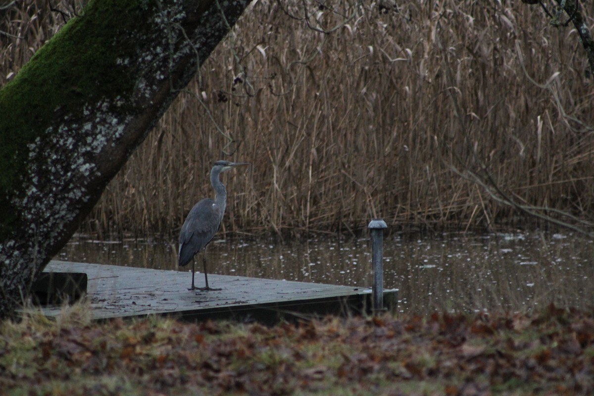 Gray Heron - ML646741116