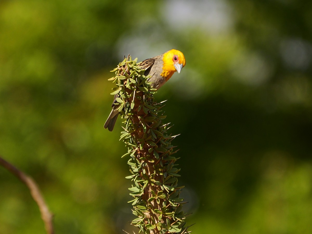 Sakalava Weaver - ML646741117