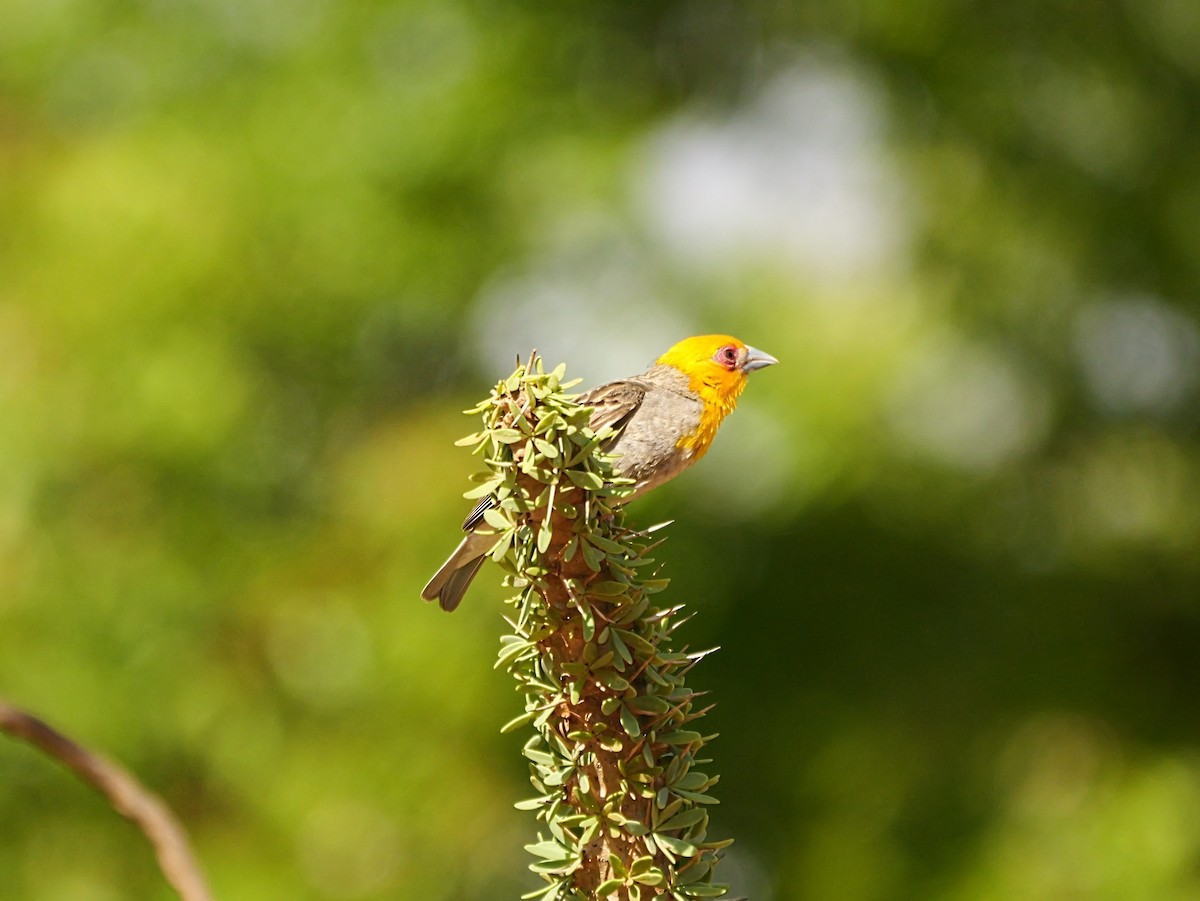 Sakalava Weaver - ML646741118