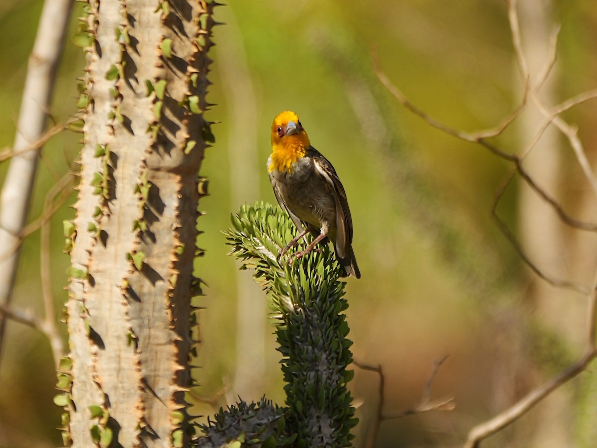 Sakalava Weaver - ML646741119