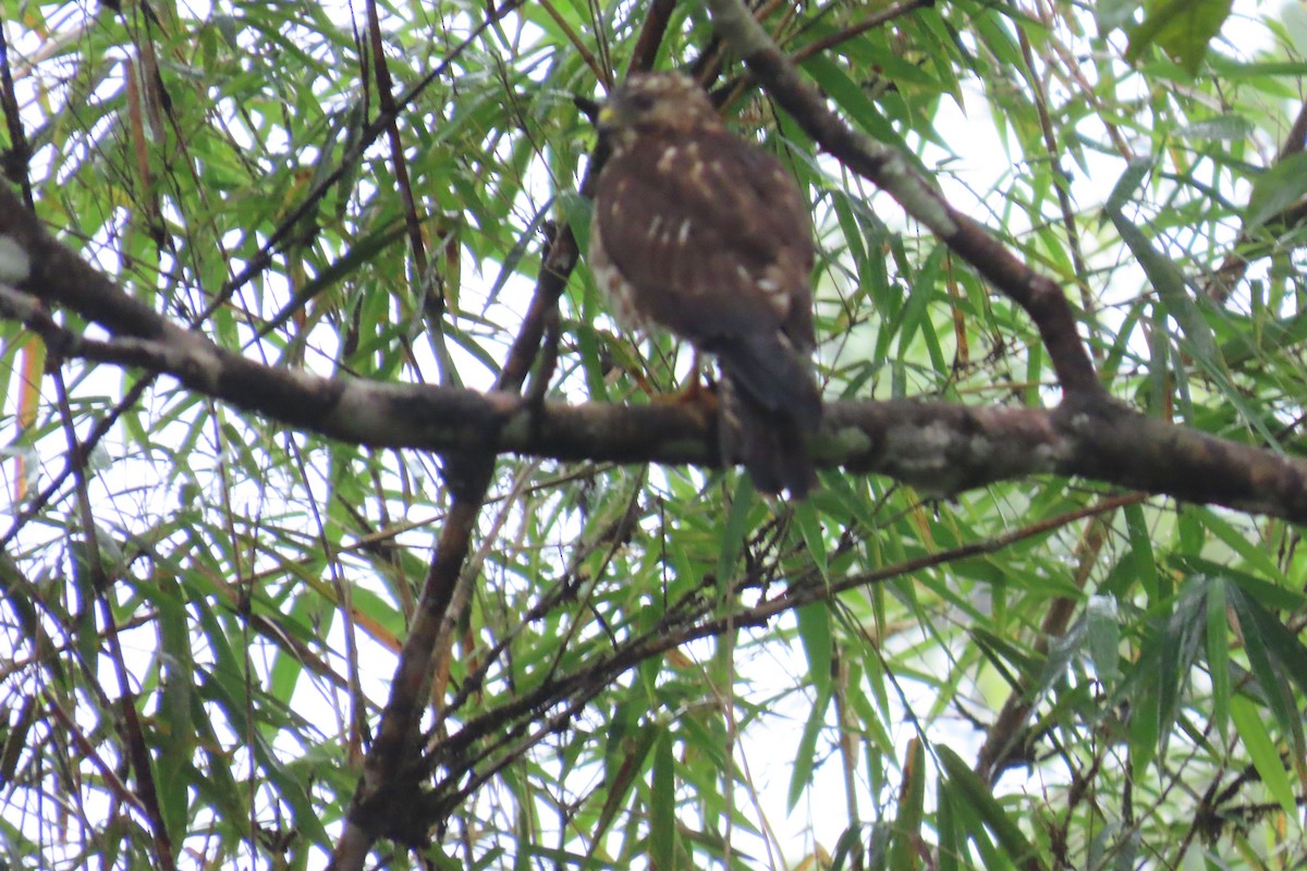 Breitflügelbussard - ML646741121