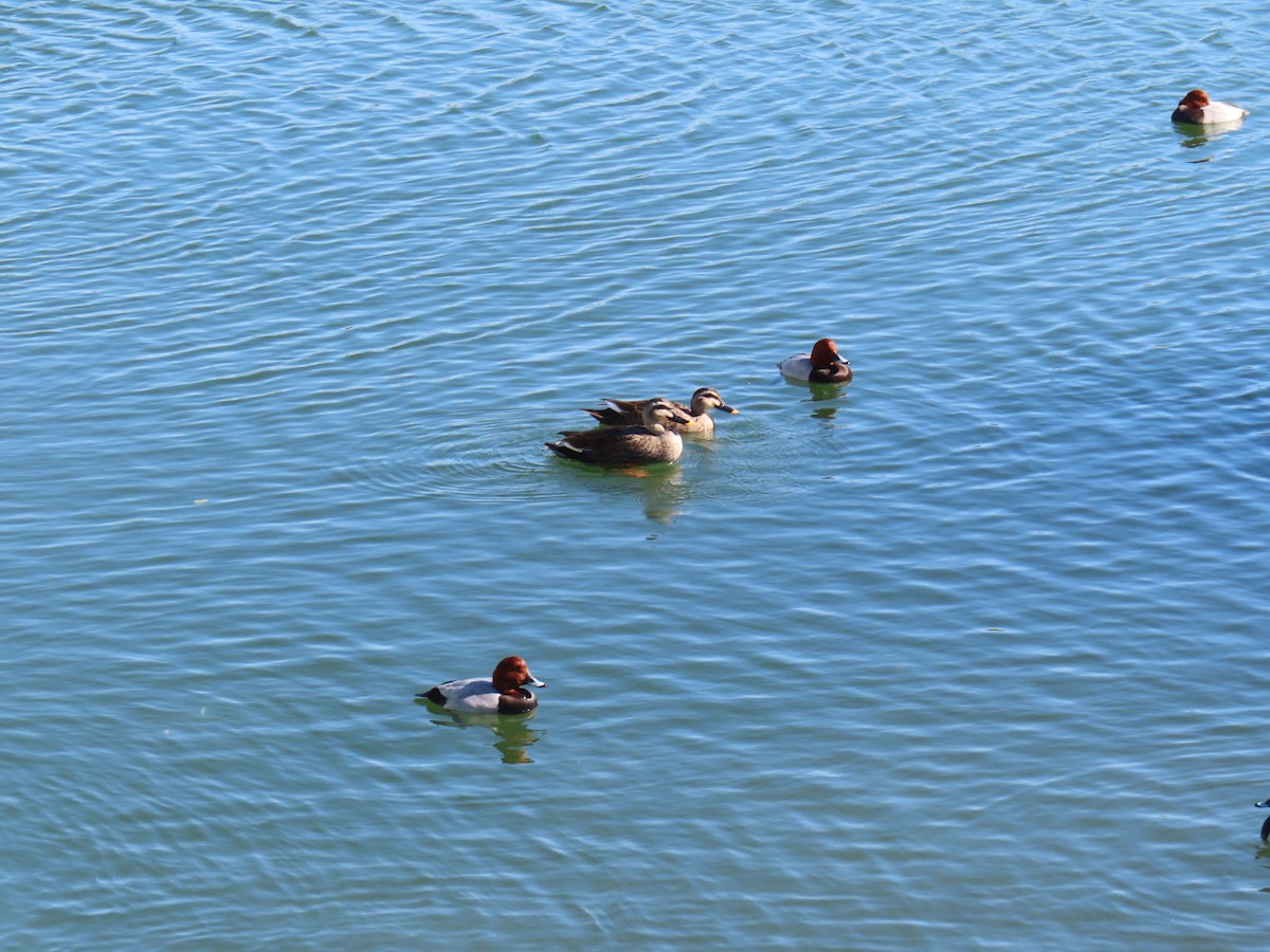 Ahate mokopikart txinatarra - ML646741122