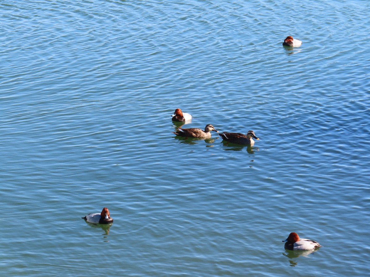 Ahate mokopikart txinatarra - ML646741123