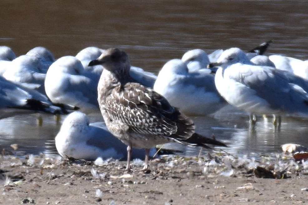 American Herring Gull - ML646741126