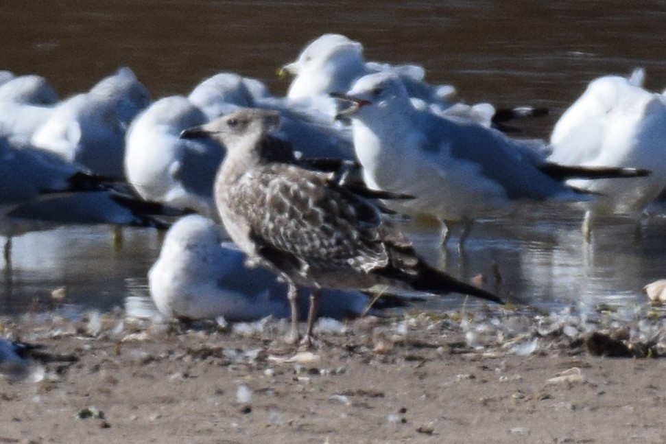 American Herring Gull - ML646741127