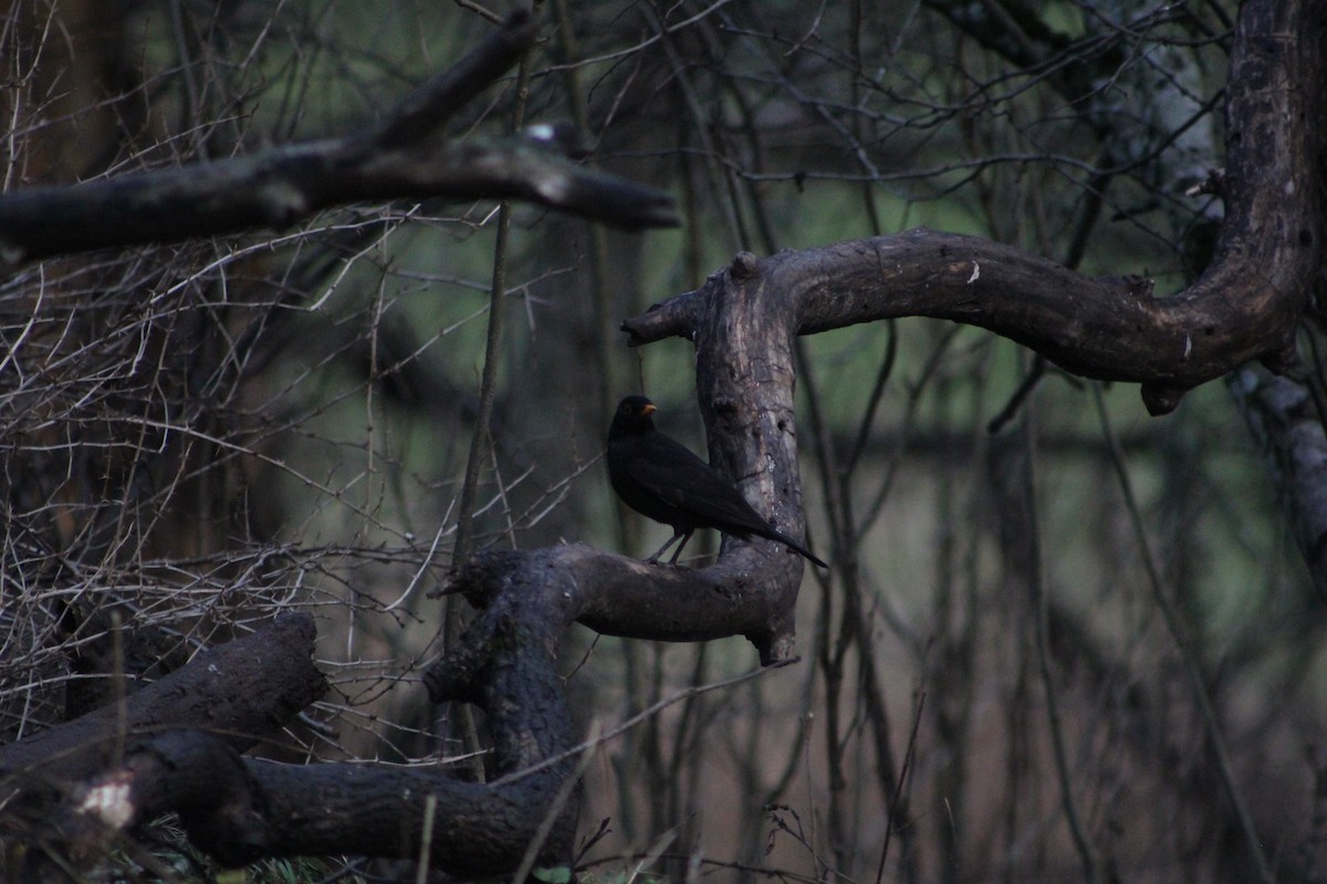 Eurasian Blackbird - ML646741128