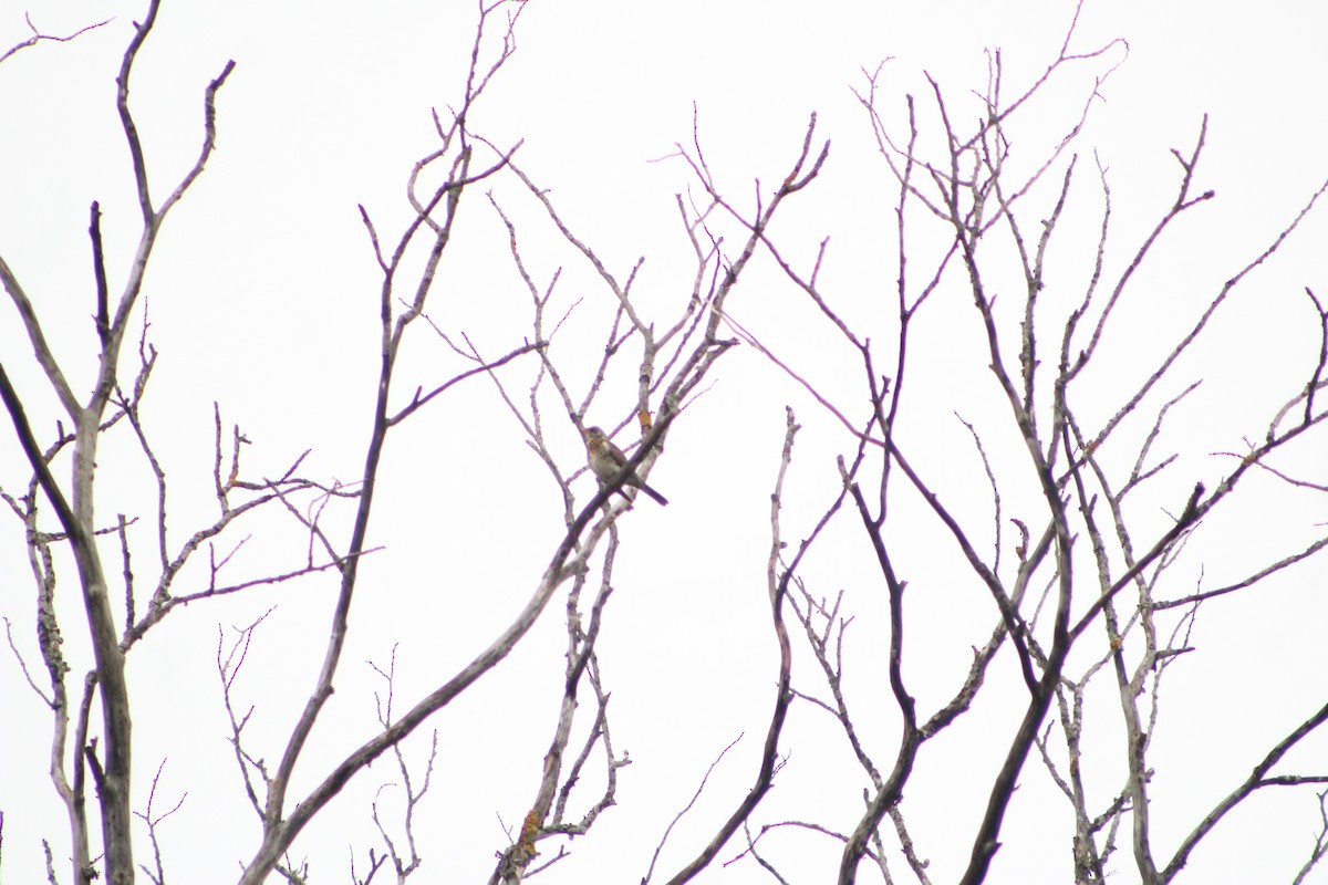 Fieldfare - ML646741134