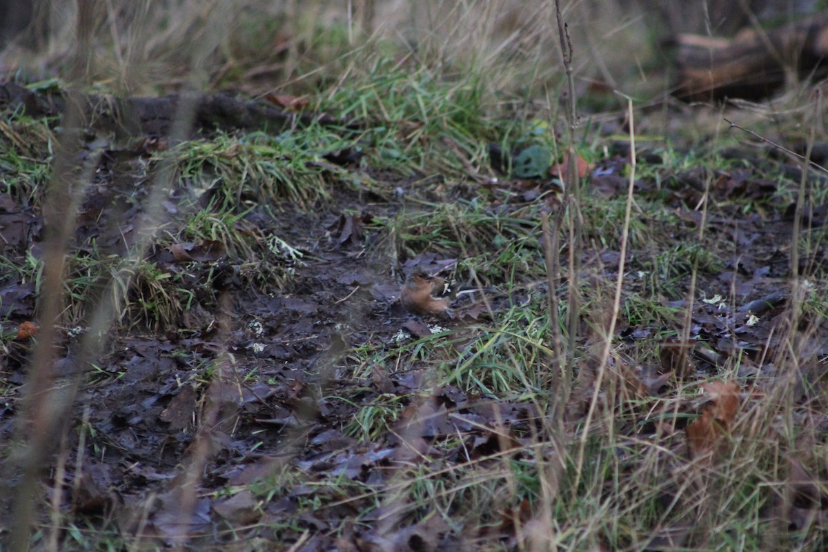 Common Chaffinch - ML646741138