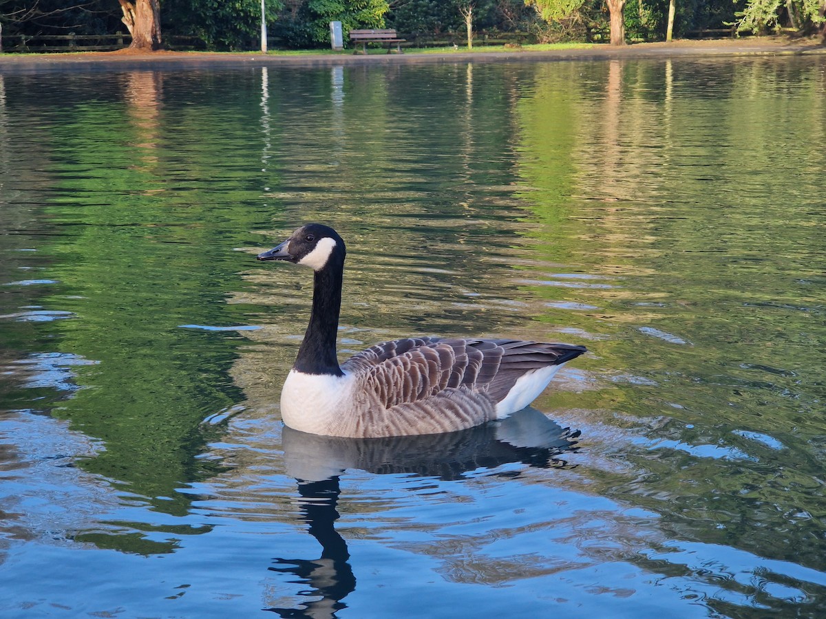 Canada Goose - ML646741140