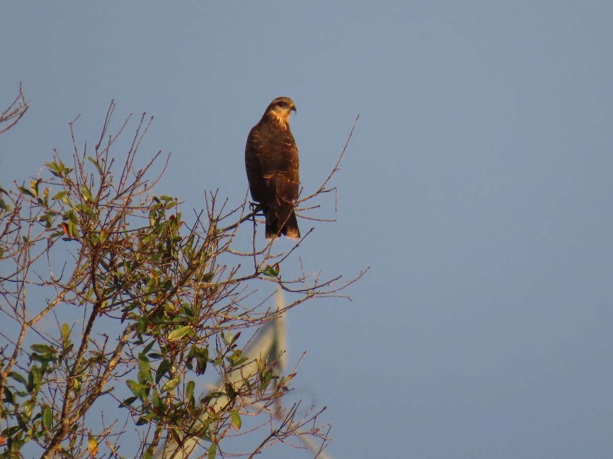 Snail Kite - ML646741142