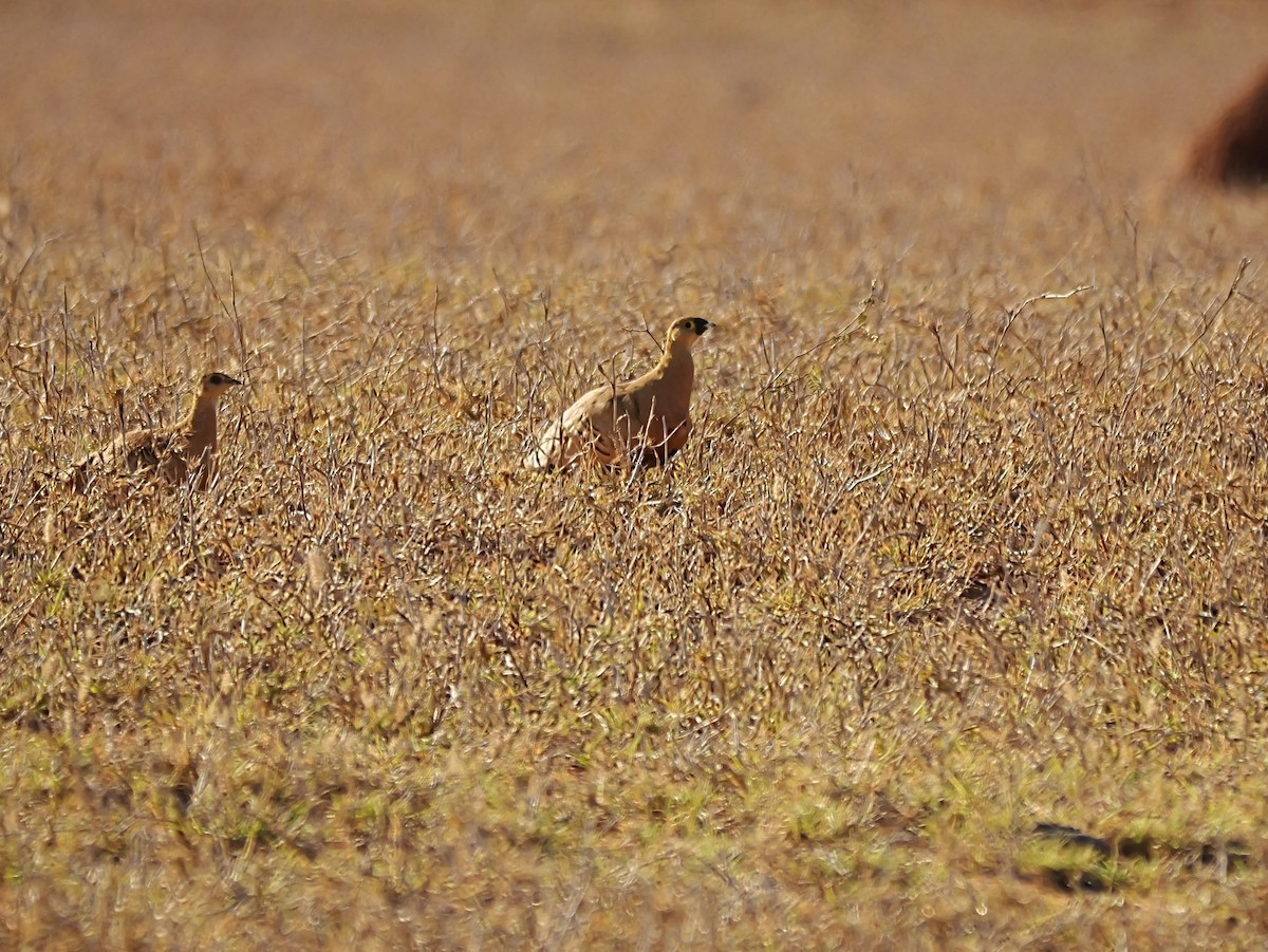Madagascar Sandgrouse - ML646741146