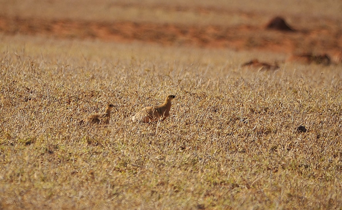Madagascar Sandgrouse - ML646741147