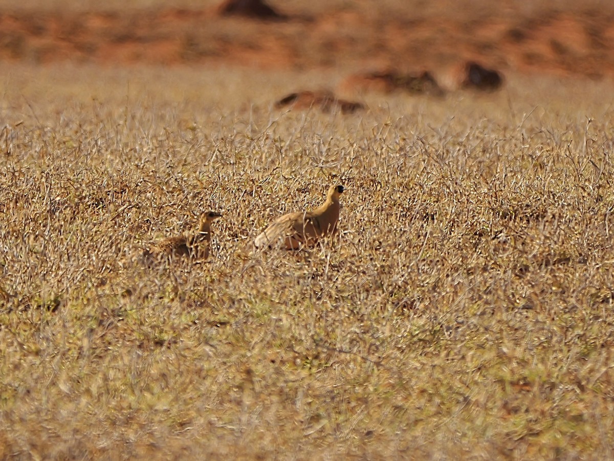 Madagascar Sandgrouse - ML646741148