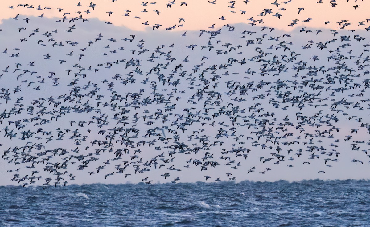 Snow Goose - ML646741156