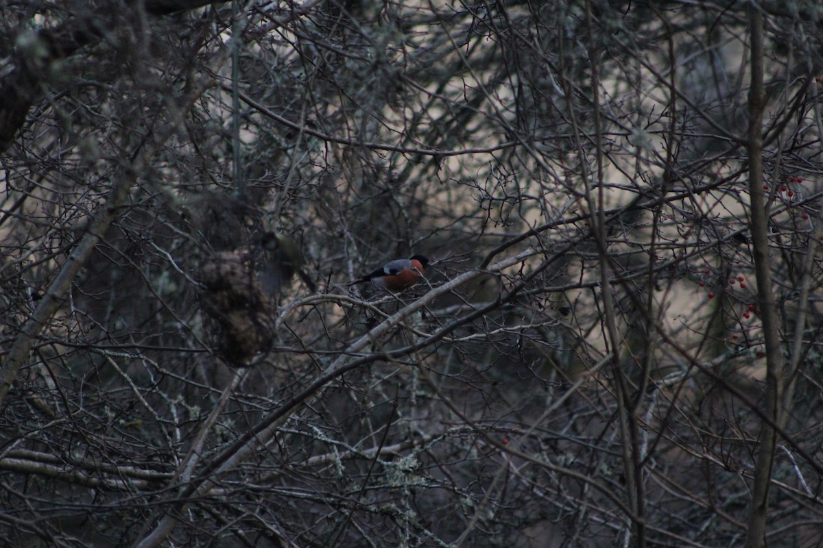 Eurasian Bullfinch - ML646741157
