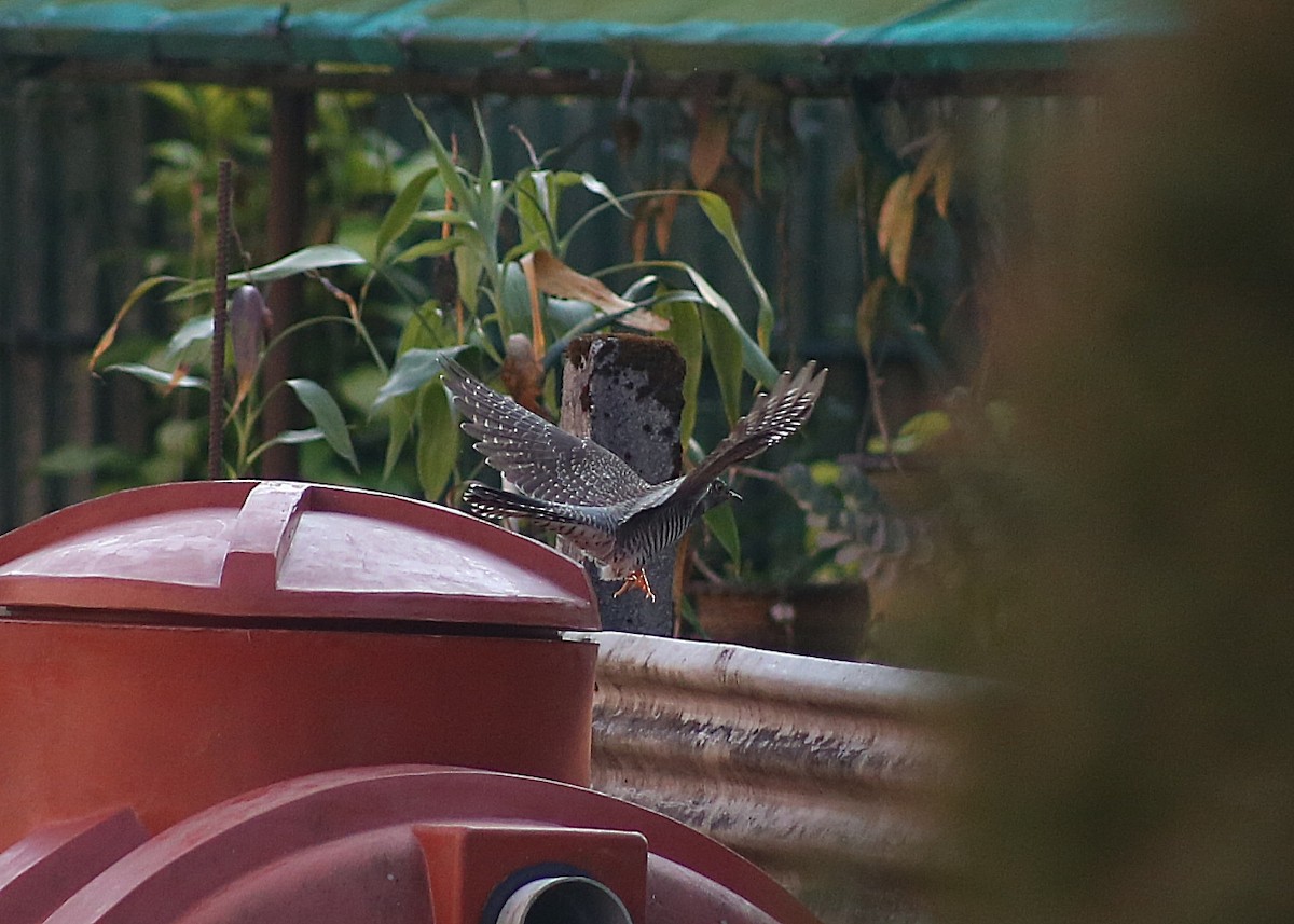 カッコウ - ML646741159