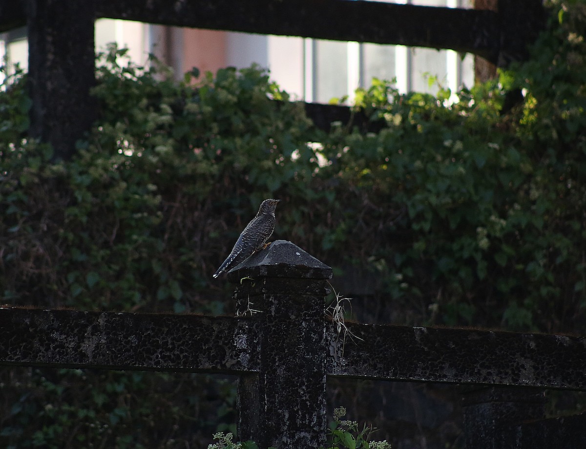 カッコウ - ML646741160