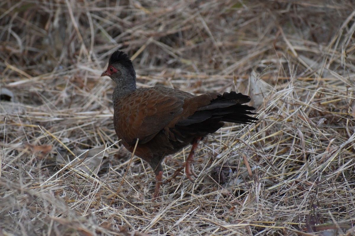 Red Spurfowl - ML646741165