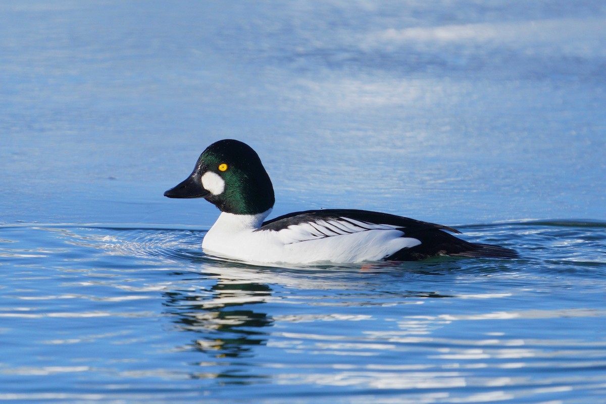 鵲鴨 - ML646741166