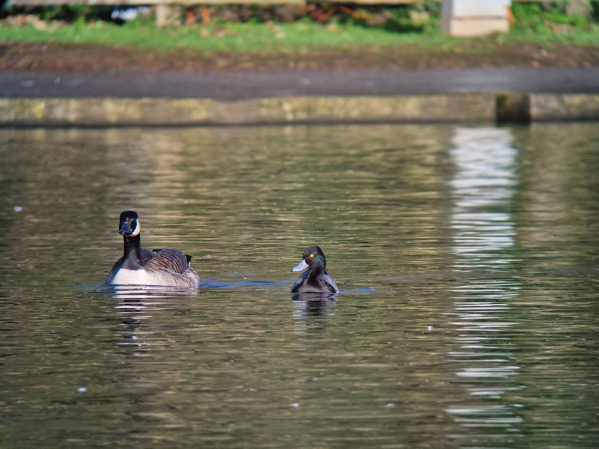 Lesser Scaup - ML646741168