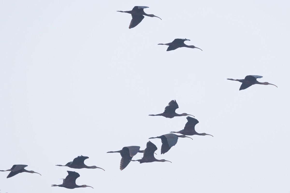 Glossy Ibis - ML646741169