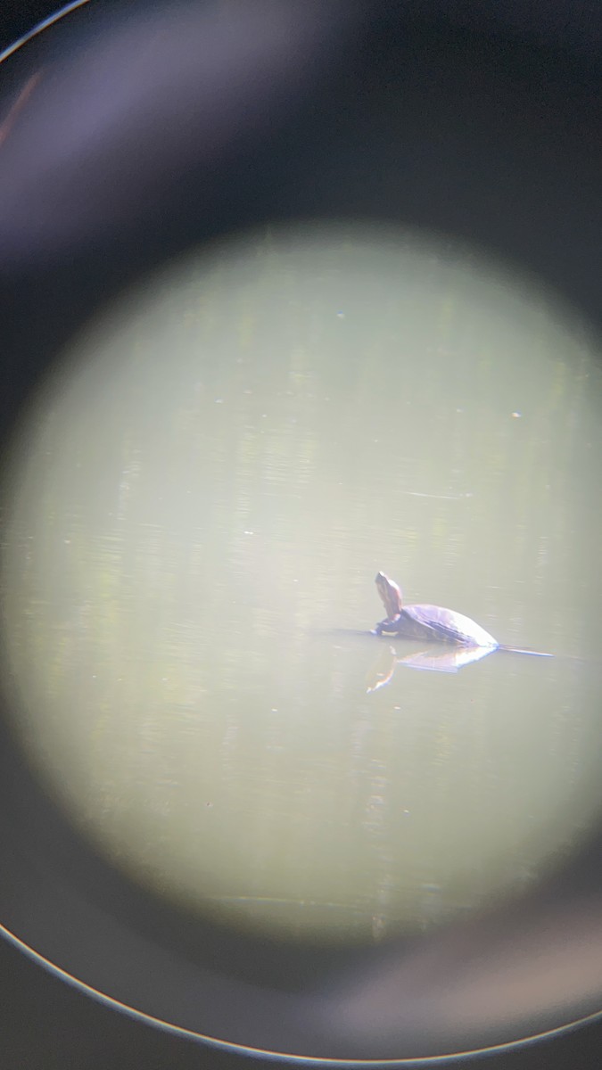 Red-eared Slider - ML646741170