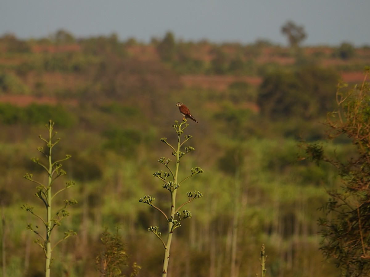 Malagasy Kestrel - ML646741171