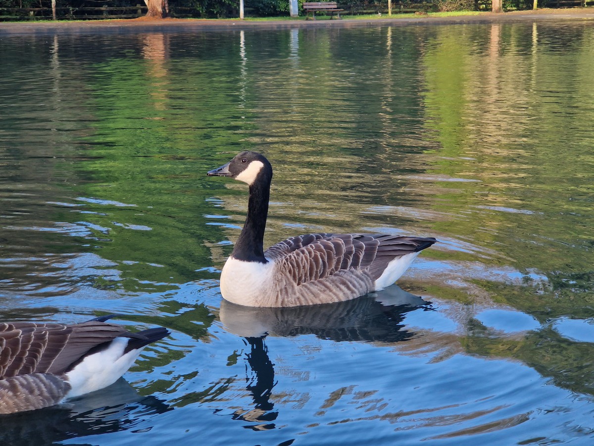 Canada Goose - ML646741172