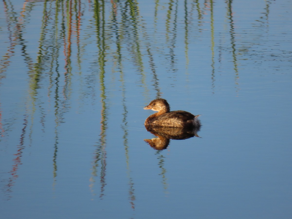 Pied-billed Grebe - ML646741173