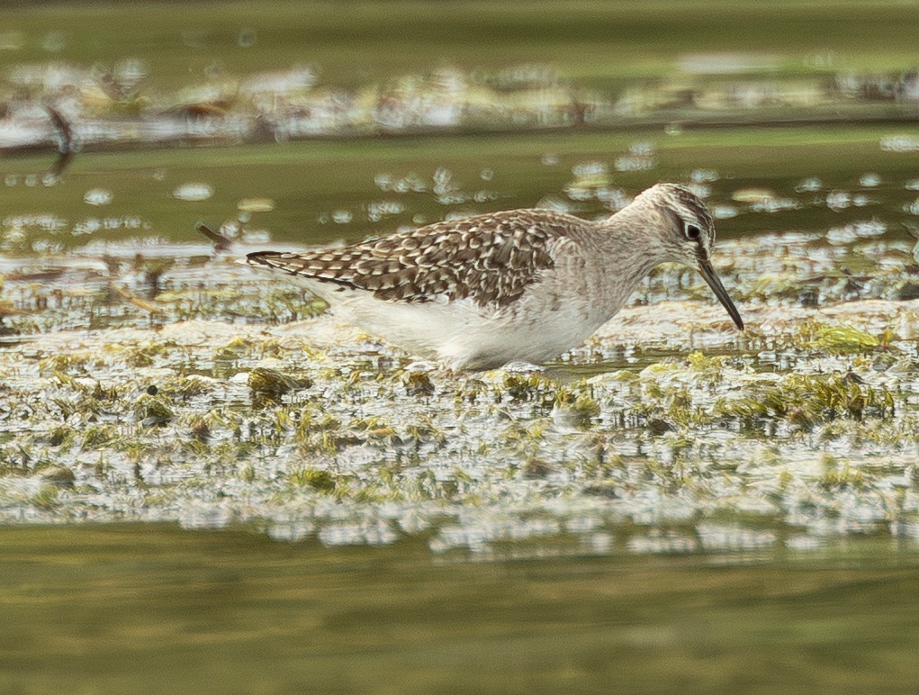 Wood Sandpiper - ML646741175