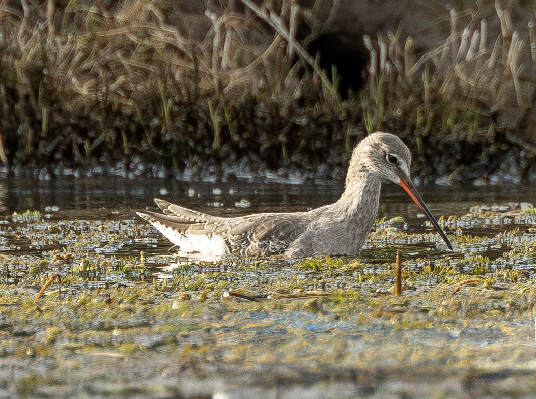 Spotted Redshank - ML646741178