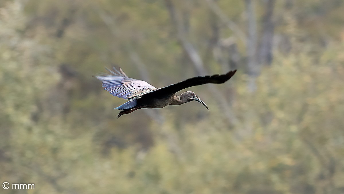 Hadada Aynağı - ML646741183