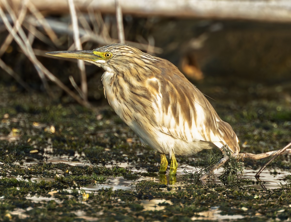 Squacco Heron - ML646741185